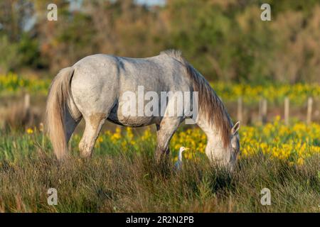 Camargue scriglia di cavalli e bovini (Bubulcus ibis) in simbiosi in una palude fiorita con iridi gialle. Saintes Maries de la Mer, Parc Naturel Regional d Foto Stock