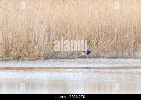 Swamphen occidentale (Porphyrio porphyrio) in allevamento precipita nel suo ambiente naturale il letto di canna in primavera. Camargue, Arles, Bouches du Rhone, Prove Foto Stock