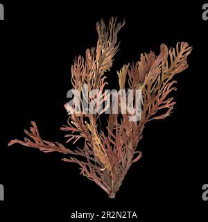 3d illustrazione di alghe di sargassum isolate su sfondo nero Foto Stock