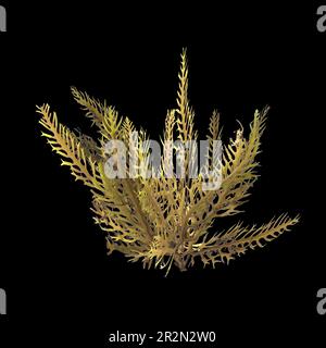 3d illustrazione di alghe di sargassum isolate su sfondo nero Foto Stock