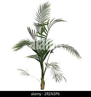 3d illustrazione di una pianta di palma areca isolata su sfondo bianco Foto Stock