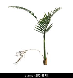 3d illustrazione di una pianta di palma areca isolata su sfondo bianco Foto Stock