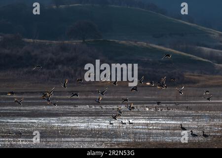 Mallard anatre volare. Gregge di anatre che volano in volo. Oregon, Ashland Foto Stock