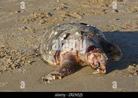 Tartaruga marina, Chelonia mydas, morta sulla riva del mare Foto Stock