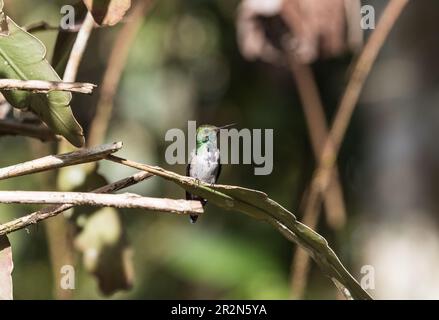 Uccello di Hummingbird (Polyerata amabilis) arroccato a Panama Foto Stock