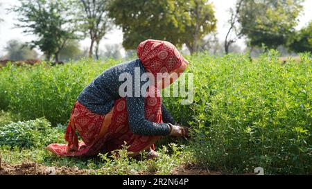 Giovane donna di campagna su un campo di erba medica verde con una taglierina o un'ascia. Foto Stock