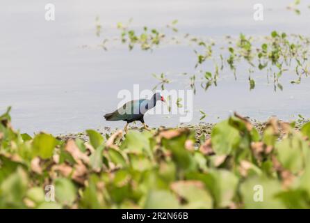 Walking Gallinule viola (Porphyrio martinica) sul fiume Gamboa, Panama Foto Stock