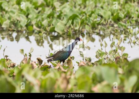 Walking Gallinule viola (Porphyrio martinica) sul fiume Gamboa, Panama Foto Stock