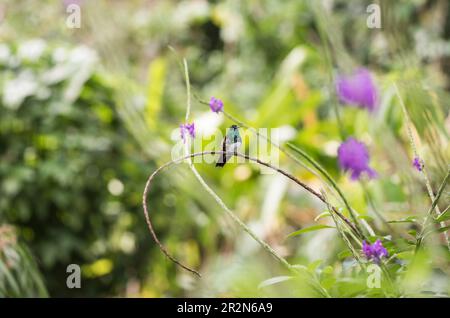 Hummingbird (Saucerottia edward) arroccato con petto di neve a Panama Foto Stock