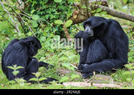 Un Gibbon agile, una delle scimmie più piccole del suo genere, e uno dei più veloci e acrobatici arrampicatori nella foresta, è nativo di monsone e sempreverde Foto Stock