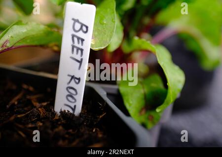 Primo piano di una pianta di barbabietola in crescita con un'etichetta in un orto urbano. Agricoltura biologica domestica. Foto Stock