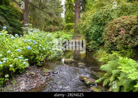 Brook in Bodnant Garden, Gwynedd, Galles, Regno Unito Foto Stock