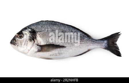 Fresco pesce dorado isolati su sfondo bianco Foto Stock