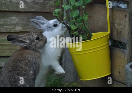 Gamma libera conigli animali che si aiutano ad erbe in un giardino di coniglio amichevole Foto Stock