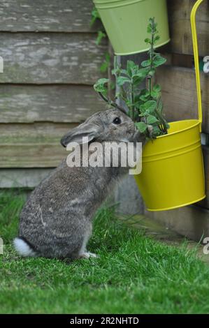 Gamma libera conigli animali che si aiutano ad erbe in un giardino di coniglio amichevole Foto Stock