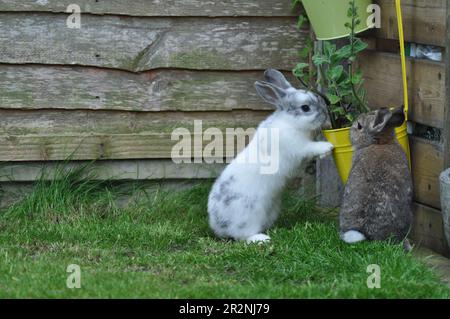 Gamma libera conigli animali che si aiutano ad erbe in un giardino di coniglio amichevole Foto Stock