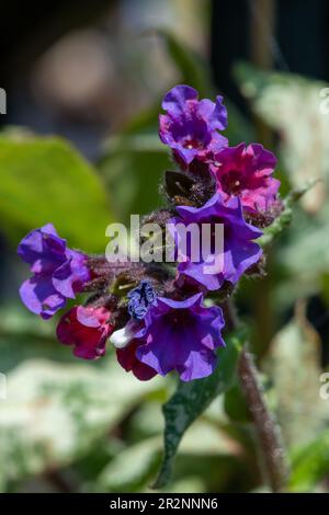 Primo piano di comuni fiori di Lungwort (pulmonaria officinalis) in fiore Foto Stock