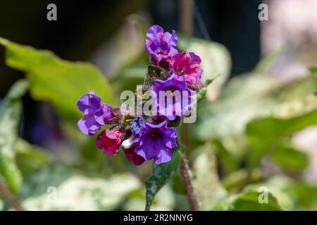 Primo piano di comuni fiori di Lungwort (pulmonaria officinalis) in fiore Foto Stock