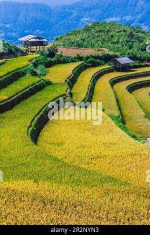 Vista panoramica dei campi di riso nel distretto di Mu Cang Chai, provincia di Yen Bai, Vietnam del Nord Foto Stock