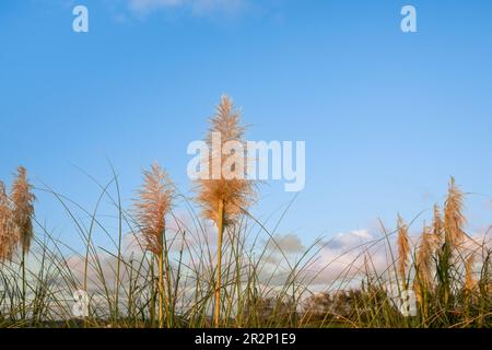 Fiore di erba di Pampas illuminato dall'alba contro il cielo blu. Foto Stock