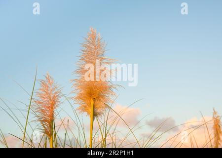 Fiore di erba di Pampas illuminato dall'alba contro il cielo blu. Foto Stock