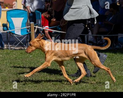 Cane andaluso di medie dimensioni che corre accanto al suo proprietario Foto Stock