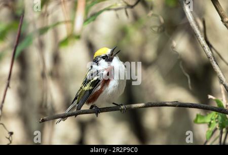 Primo piano di un maschio cantante Chestnut-sided Warbler che si aggirano su un ramo durante la migrazione di primavera, Ontario, Canada Foto Stock