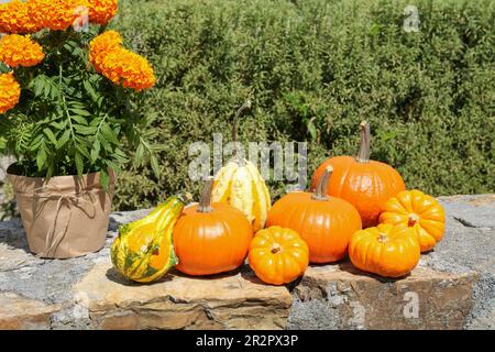 Zucche d'arancio mature e marigolds fiorenti sulla superficie di pietra in giardino Foto Stock