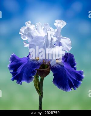Fiore dell'iride isolato su sfondo bokeh sfocato blu verde. Estate. Molla. Vista laterale. Amore. San Valentino Foto Stock