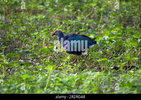 Porpora Swamphen in una paludosa Foto Stock