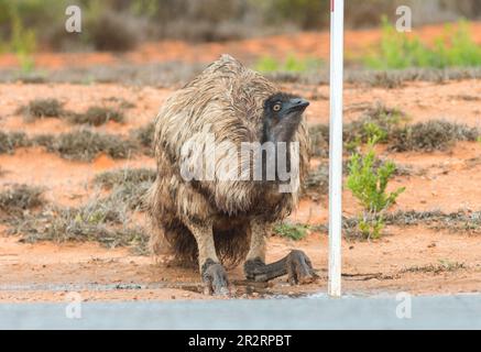 Primo piano di un'emu (Dromaius novaehollandiae) nell'arido paesaggio dell'entroterra dell'Australia Occidentale. Acqua potabile inginocchiata Foto Stock