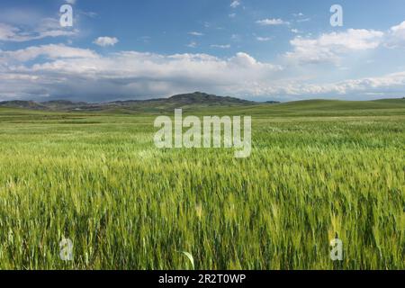 Maturare il campo di grano in primavera in Sicilia, Italia Foto Stock