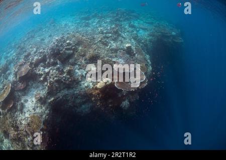 Scena del reef con Table Coral, Acropora sp, sul bordo del reef con dropoff, Sipadan Island, Sabah, Malesia Foto Stock