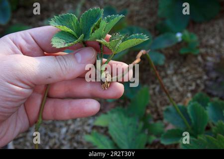 Fragola. Giovane offshoot di un bush di bacche in una mano di un coltivatore. Germogli e radici di un closeup di bacca. Vegetazione ed allevamento in primavera. Foto Stock