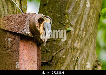 Nuthatch (Sitta europaea) uccello nuthatch eurasiatico eruttante, primo piano foto di uccelli con sfondo sfocato, legno comune e uccello da giardino Foto Stock