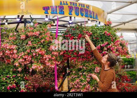 Londra, Regno Unito. 212 maggio, 2023. Costruzione finale al RHS Chelsea Flower Show. Gli espositori hanno messo i ritocchi alle loro esposizioni in vista della Giornata della Stampa e della visita di S.A.R. Re Carlo III e della Regina Camilla domani. La Mostra dei Fiori si svolge dal 22nd maggio al 27th maggio. Credit: Karl Black/Alamy Live News Foto Stock