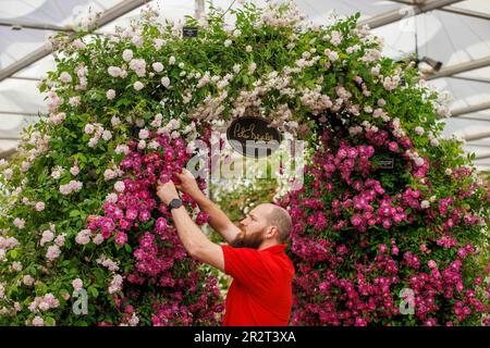 Londra, Regno Unito. 212 maggio, 2023. Costruzione finale al RHS Chelsea Flower Show. Gli espositori hanno messo i ritocchi alle loro esposizioni in vista della Giornata della Stampa e della visita di S.A.R. Re Carlo III e della Regina Camilla domani. La Mostra dei Fiori si svolge dal 22nd maggio al 27th maggio. Credit: Karl Black/Alamy Live News Foto Stock