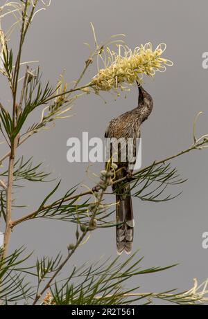 Piccolo uccello australiano di wattle, chrysoptera di Anthochaera, alimentazione sul nettare del fiore cremoso nativo di Grevillea Moonlight, nel giardino privato del Queensland Foto Stock