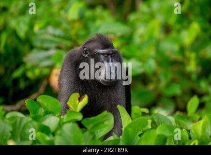 Celebes macaco crestato tra vegetazione tropicale. Indonesia. Sulawesi. Foto Stock