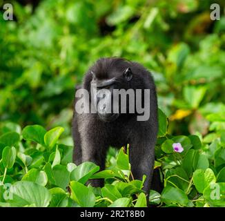 Celebes macaco crestato tra vegetazione tropicale. Indonesia. Sulawesi. Foto Stock