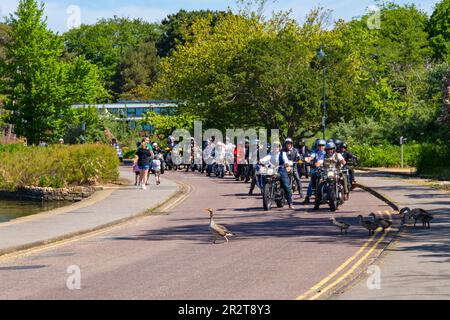 Poole, Dorset, Regno Unito. 21 maggio 2023 Bournemouth and Poole Distinguished Gentlemen's Ride è un evento annuale, uno dei tanti in tutto il mondo, per raccogliere fondi e sensibilizzare sulla salute degli uomini. Durante il loro viaggio, centinaia di moto, molte vintage, attraversano Poole Park sulla strada per Bournemouth con molti dei loro piloti vestiti in modo appropriato, in stile retrò cravatte, baffi e tweeds in una bella giornata di sole. Sosta per una famiglia di oche che attraversano! Crediti: Carolyn Jenkins/Alamy Live News Foto Stock