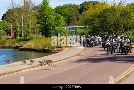 Poole, Dorset, Regno Unito. 21 maggio 2023 Bournemouth and Poole Distinguished Gentlemen's Ride è un evento annuale, uno dei tanti in tutto il mondo, per raccogliere fondi e sensibilizzare sulla salute degli uomini. Durante il loro viaggio, centinaia di moto, molte vintage, attraversano Poole Park sulla strada per Bournemouth con molti dei loro piloti vestiti in modo appropriato, in stile retrò cravatte, baffi e tweeds in una bella giornata di sole. Sosta per una famiglia di oche che attraversano! Crediti: Carolyn Jenkins/Alamy Live News Foto Stock