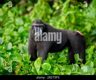 Celebes macaco crestato tra vegetazione tropicale. Indonesia. Sulawesi. Foto Stock