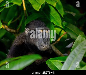 Ritratto di celebes macaco crestato tra le foglie di una foresta tropicale. Indonesia. Sulawesi. Foto Stock