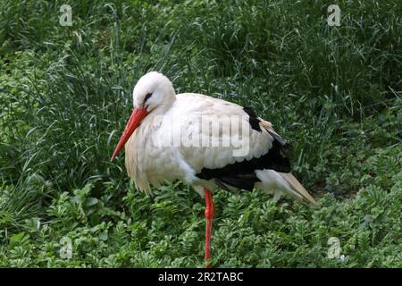 Immagine che mostra una cicogna bianca seduta su una gamba Foto Stock