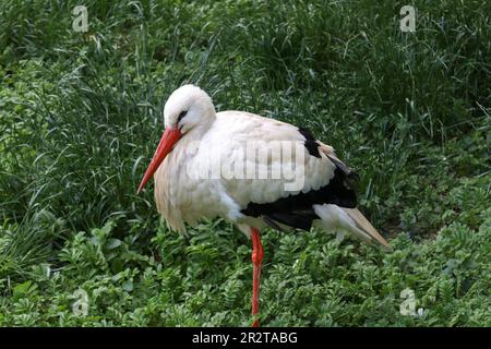 Immagine che mostra una cicogna bianca seduta su una gamba Foto Stock