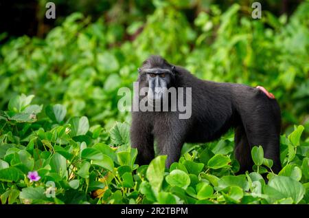 Celebes macaco crestato tra vegetazione tropicale. Indonesia. Sulawesi. Foto Stock