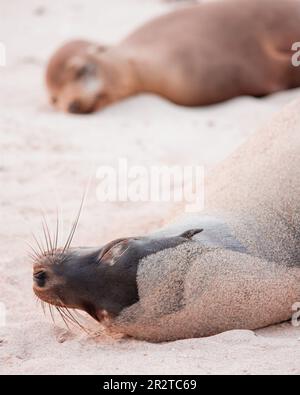 Leoni marini delle Galapagos (Zalophus wollebaeki) che dormono sulla spiaggia, sull'isola di Espanola, sulle isole Galapagos, Ecuador Foto Stock