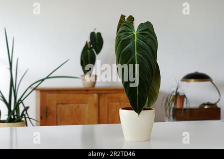 Philodendron Melanochrysum come pianta domestica Foto Stock