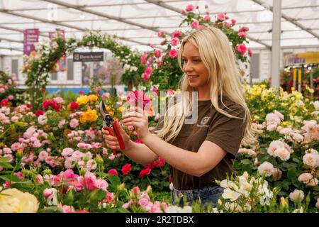 Londra, Regno Unito. 212 maggio, 2023. Costruzione finale al RHS Chelsea Flower Show. Gli espositori hanno messo i ritocchi alle loro esposizioni in vista della Giornata della Stampa e della visita di S.A.R. Re Carlo III e della Regina Camilla domani. La Mostra dei Fiori si svolge dal 22nd maggio al 27th maggio. Credit: Karl Black/Alamy Live News Foto Stock